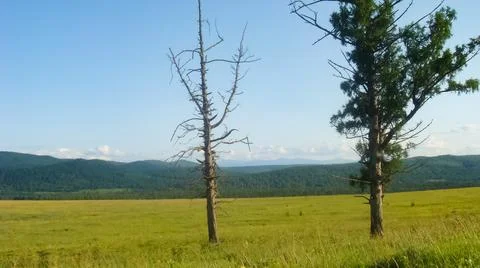 An old dry tree in the middle of a meadow. Stock Photos