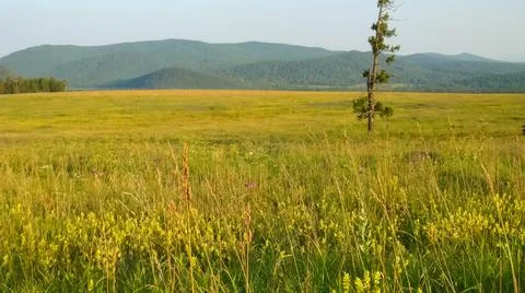 An old dry tree in the middle of a meadow. Stock Photos