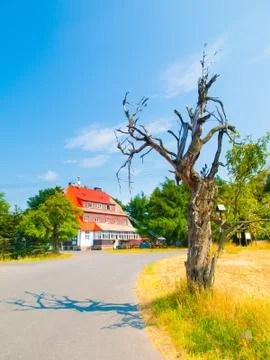 Old dry tree at Mountain Hut Vitiska in Ore Mountains, Czech Republic Fotos de archivo