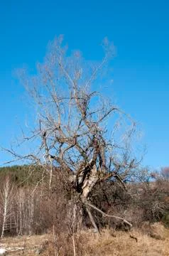 Old dry tree Foto stock