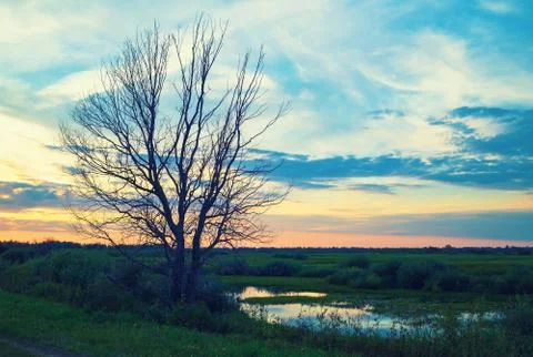 Old dry tree Stock Photos