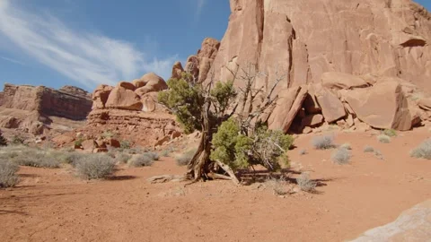 Old dry tree on the sand of Arches National Park with typical rock formations Stock Footage 287724946