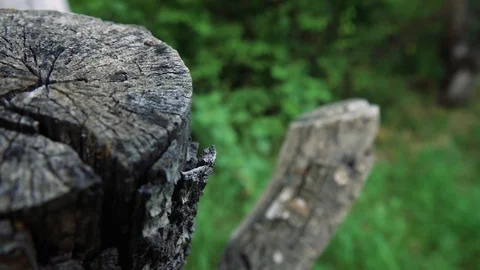 Old Dry Tree Stump Video stock 111957292