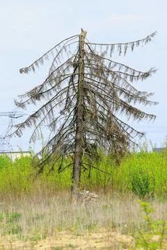 An old dry tree in a suburban clearing Stock Photos