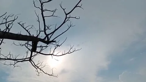 An old, dry tree with towering branches tall. Stock Footage 327911965