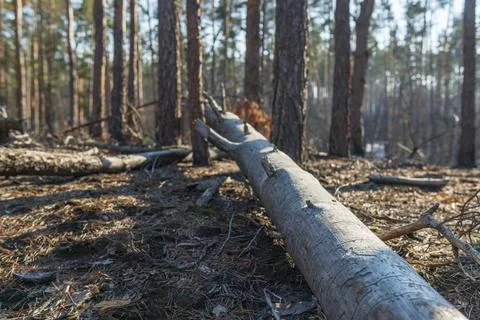 Old dry tree trunk laying in the forest Stockfoto's