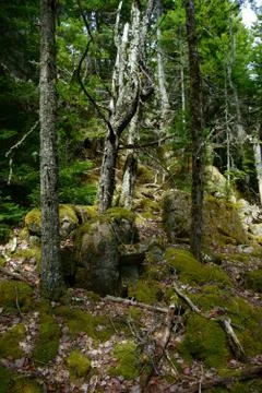 Old dry tree trunks covered with lichens over  boulders and moss - vertical s Stock Photos