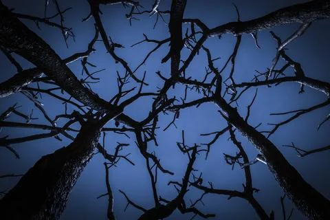 Old dry trees Illustrazione stock