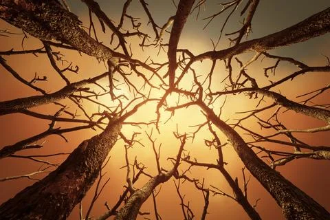 Old dry trees Illustrazione stock