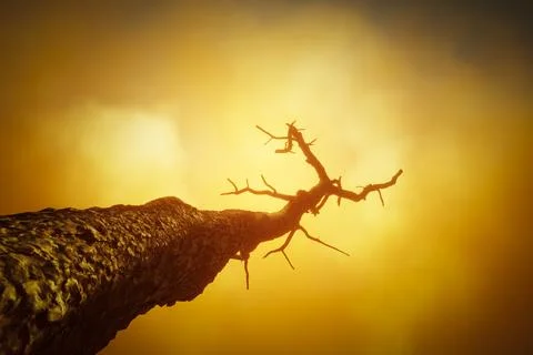 Old dry trees Illustrazione stock