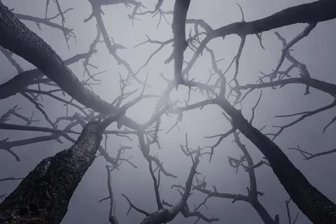 Old dry trees Illustrazione stock