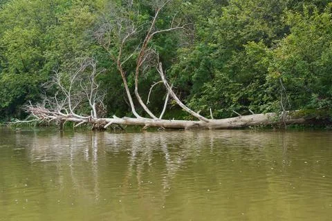 Old dry trees in the river Stock Photos