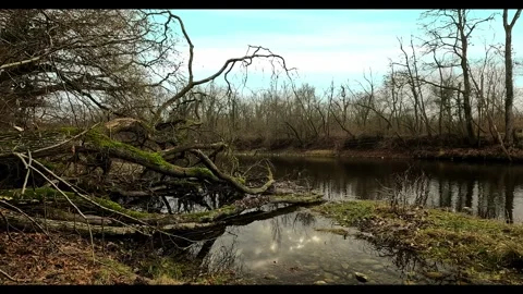 Old dry trunk abandoned on the river bank Stock Footage 301738427