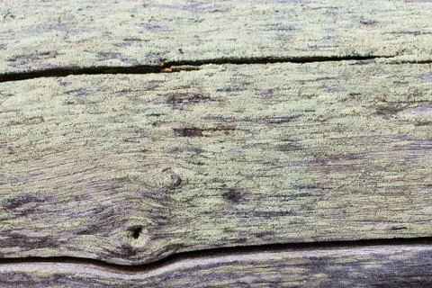 Old dry trunk without bark covered with greenish lichens Stock Photos