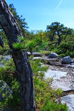 Old dry wind-twisted tree on rocky cliffs in the mountains in a coniferous .. Stock Photos