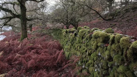 Old drystone wall covered in moss and lichen, Britain, UK Video stock 293097627