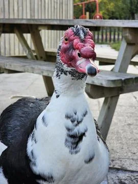 Old duck Stock Photos