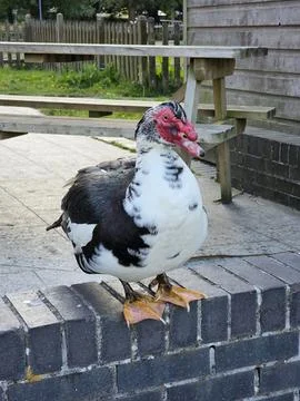 Old duck Stock Photos