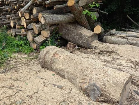 Old dusty logs Foto stock