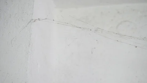 Old dusty spider net Stock Footage 88784439