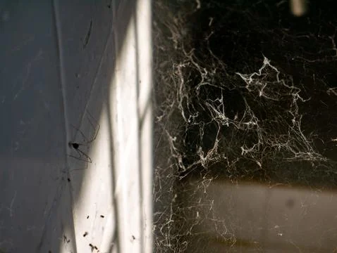 Old Dusty Spider Web in Corner with Cobwebs Stock Photos