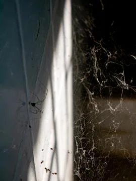 Old Dusty Spider Web in Corner with Cobwebs Stock-Fotos