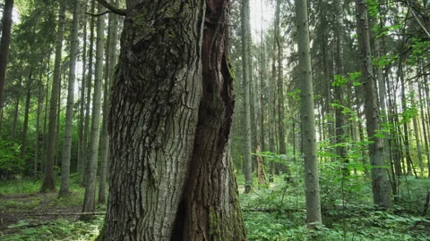 Old dying oak in a natural deciduous forest. A rare European habitat. Stock Footage 236027422