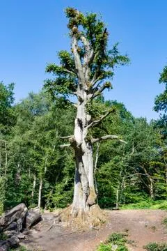 Old Dying Tree Stock Photos