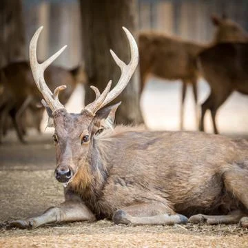Old eld deer Stock Photos