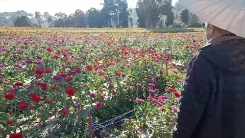 Old elderly elder senior woman resting relaxing in flower garden Stock Footage 311118075