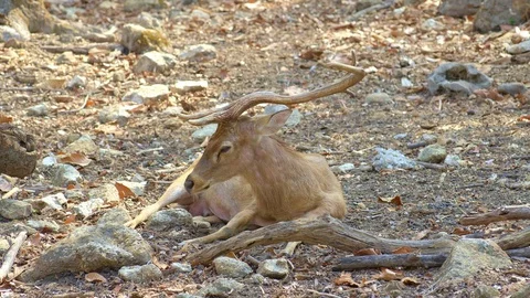 An old eld's deer is resting and sleeping on a ground in shadow Stock Footage 115069092