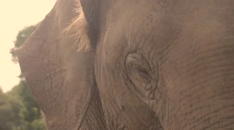 Old elephant with big ears Stock Footage 60822018