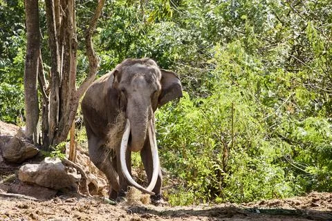 An old elephant with big tusks is eating grass by a tree Stock Photos