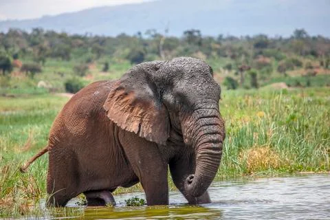 Old Elephant Bull in Akagera National Park Stock Photos