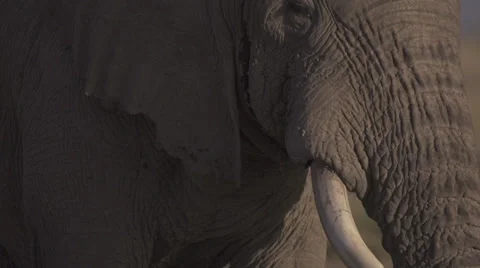 Old elephant bull  Stock Footage 33531085