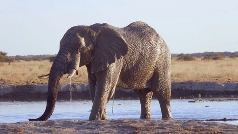 Old elephant casually taking a drink from open water hole with sun reflecting Stock Footage 81416492
