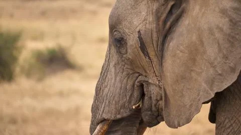 Old elephant, close-up on which there is an injury on the skin Stock Photos