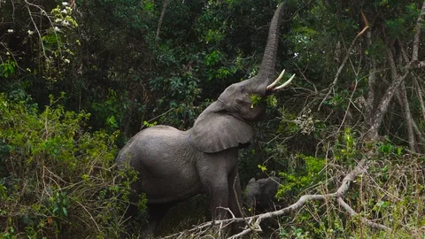 Old Elephant Eating From A Tree In Uganda Vídeos de archivo 106217472