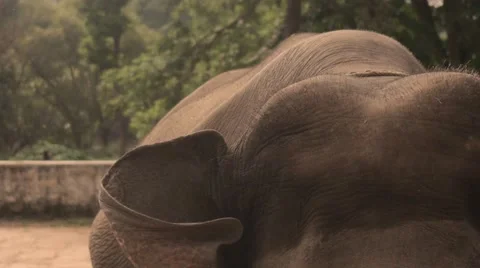 Old elephant flaping with ears Stock-Footage 60822062