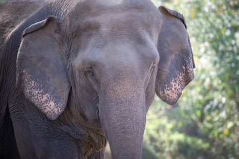 Old elephant in the forest. Stock Photos