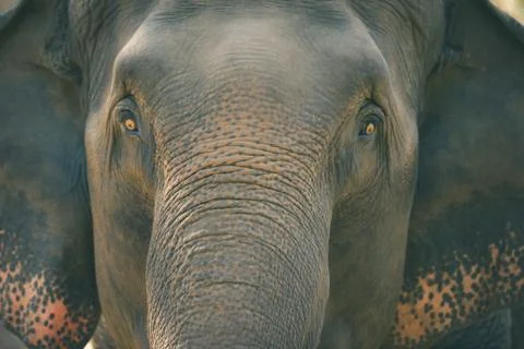 Old elephant in the forest. Stock Photos