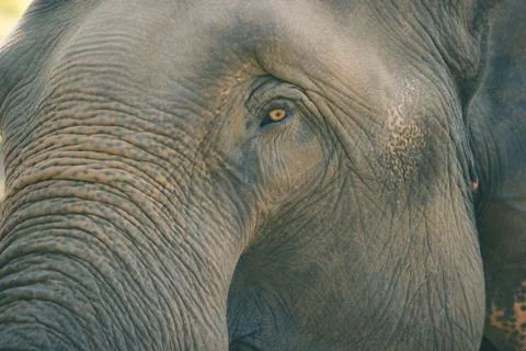 Old elephant in the forest. Stock Photos