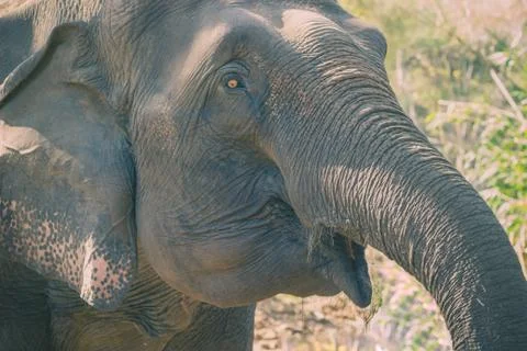 Old elephant in the forest. Stock Photos