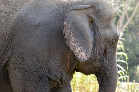 Old elephant in the forest. Stock Photos