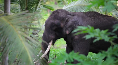 Old elephant in the jungle Video stock 24020564