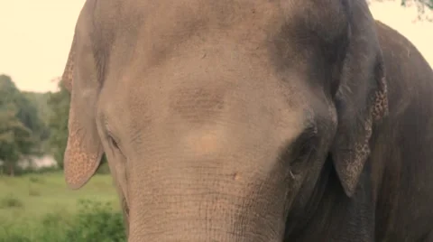 Old elephant in park Stock Footage 60820680