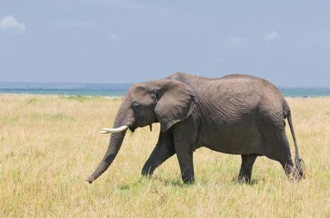 Old elephant Stock Photos