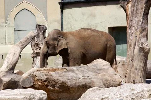 Old elephant Stock Photos