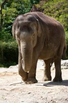 Old elephant Stock Photos