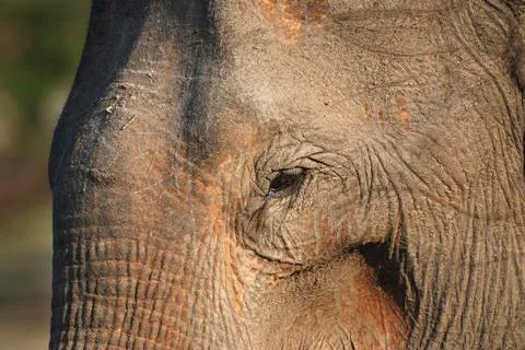 Old Elephant Foto stock